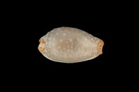 藏品(雞皮寶螺)的圖片